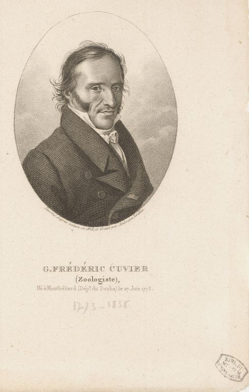 Portrait de G. Frédéric Cuvier © MNHN-Tardieu