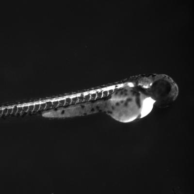 Poisson-zèbre transgénique exprimant la GFP dans les motoneurones © MNHN-Guillaume Pézeron, Hervé Tostivint